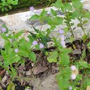 칠북-3 | 말레이시아&amp;싱가포르-5