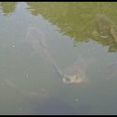 보물섬낚시터 이미지