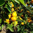 성의 농장 이미지