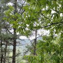 앞산자락길 이미지