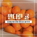 오렌지문구 | 돌쇠네농산물 봄 제철 과일 만다린 귤 오렌지 내 돈 내산 후기
