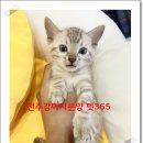 펫365 강아지분양 고양이분양 전주본점 이미지