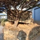 창원 외동지석묘 이미지