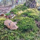 안용주골 이미지