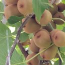 나무의노래 이미지