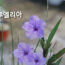 오색무지개 이미지