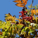 산일민박 이미지