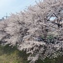 박씨네 Daum카페