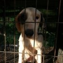 석류애견 이미지