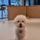 코코바리 | 내돈내산/군산애견미용 잘하는 곳! 반려견 위생미용은 코코바리에서💕