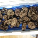 능이버섯 판매배송완료-능이버섯 송이버섯 채취 판매사진-능이버섯효능 먹는방법- 이미지