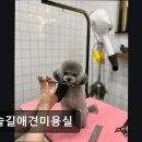 늘솔길애견미용실 네이버블로그