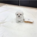 플라워퍼피 이미지