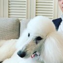 강아지와고양이나라 동물병원 이미지