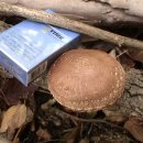 10월 17(토) 수청동계곡에서의 자연산 표고버섯!(아마도 금년에 딴것중 최상품인듯...) 이미지
