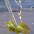 막둥이네 이미지