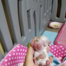 하양동물병원 네이버블로그