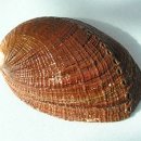 서귀포 오분작 뚝배기 이미지