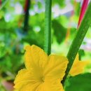 싱싱과일야채 이미지