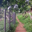 구릉산자락길 이미지