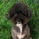 야옹아 멍멍해봐(봉명동) 이미지