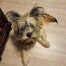 영종H동물의료센터 이미지