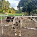 상진목장 이미지