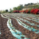 기역농장 이미지