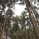 축령산편백나라 이미지