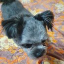 1982 PET FOOD 이미지