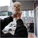 행복한강아지 이미지