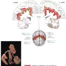 뇌와 신경계 이미지
