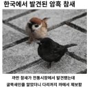 한국에서 발견된 암흑 참새 이미지