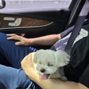 강아지안전벨트 하나로 안심! CARPET 펫 전용 안전벨트 사용 후기