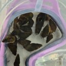 휴일엔펜션 이미지