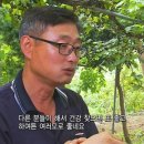 (2016. 09. 22.) 한국인의 밥상 - 286회 '고원의 비밀을 간직한 평창 고랭지밥상' 편 이미지