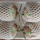 농장특가 26,000원! 08.07 금요일 배송 (특상품, 못난이) 고당도 &#39;자이언트&#39; 얼스 멜론, 8~10kg 이미지