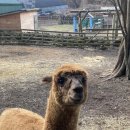 형우목장 이미지