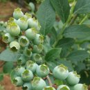 성내농장 이미지