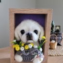 쁘띠댕댕 이미지