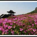 황매산 정기산행 안내 이미지