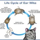 아이조은동물병원 이미지