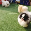 No.1 POM 이미지