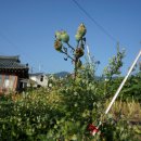 남원 진기리 느티나무 이미지