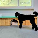 JJ 펫살롱 이미지