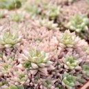 사금농장 이미지