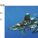 107 동갈방어 Pilotfish 이미지