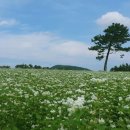 메밀꽃화원