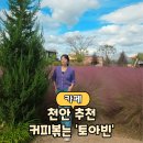 망향로 | 천안 입장 핑크뮬리 카페 &#39;커피볶는 토아빈&#39; 10월중순 방문후기
