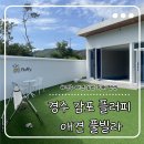 멍플러피 | 대구 근교 애견동반펜션ㅣ경주 감포 플러피애견풀빌라 내돈내산 🤍
